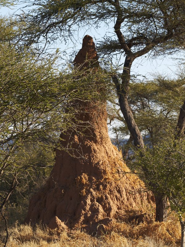 Mount Etjo, Termite